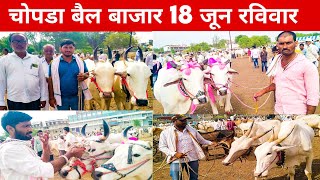 🛑 Live चोपडा बैल बाजार 18/06/2023 रविवार | महाराष्ट्रातील प्रसिद्ध | बैल बाजार #chopda #बैलखरेदी