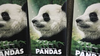 🐼 IMAX Pandas at the Ontario Science Centre 2018 (4K)