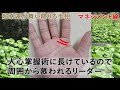 【手相】人、モノ、お金をマネージメントする力を持つ手相【手相鑑定 30】ココナラ coconala