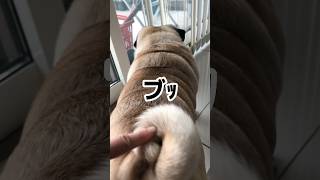 【パグ】屁こきスイッチ【pug】