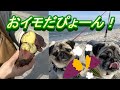 愛犬パグのむぎ＆はると冬の海を見に行こう！『花より団子かな』 パグ パグ二匹 保護犬 犬多頭飼い