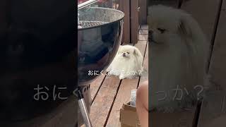 おにく、まだでっか？　　　#dogs #ポメペキ #ペキポメ #dog #pomeranian #pekingese #なんこつ