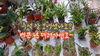 택배) 예쁜 난 데려가세요(010-9250-5365)