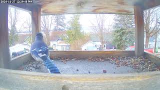 Daily Birdfeeder Highlight Reel (Wednesday)