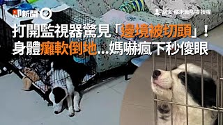 監視器中邊境牧羊犬被切頭 身體癱軟倒地...發現是在越獄｜寵物｜狗狗｜精選影片