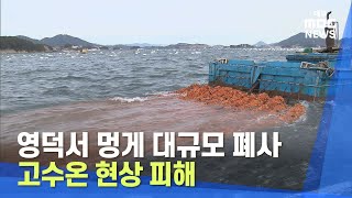 영덕서 멍게 대규모 폐사..고수온 현상 피해