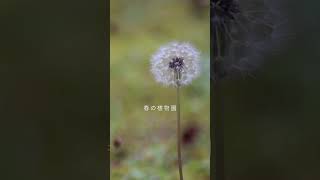 「春の植物園。芽吹き出した草花と鳥のさえずり」Birds chirping in the botanical garden【 環境音BGM 作業用BGM 睡眠用BGM 】