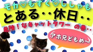 ペットと暮らす50代酒飲みオバハン！犬猫と過ごすとある休日！