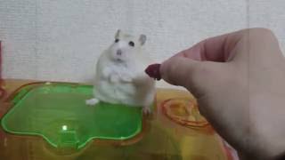 Hamster Has Vietnam Flashbacks