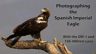 Filming and photographing the Iberian or Spanish Imperial Eagle and the Egyptain mongoose. Part 2.