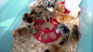 Our Meyer Hatchery Baby Chicks Have Arrived!