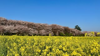 Satte Cherry Blossom Festival｜1st Apr. 2023｜Satte｜Saitama｜Japan｜権現堂桜堤