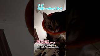 【本日のチャッピー】#asmr#ゴロゴロ音#猫#保護猫#おばあちゃん猫#猫のいる暮らし#癒し