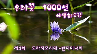 우리꽃 1000선  4/야생화도감                                                        /제4화 도라지모시대~반디미나리//구름재/엄광주