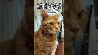 【やばい】舌を出すにゃん太（仮）が可愛すぎる【アメリカンショートヘアー】#猫#cat#shorts