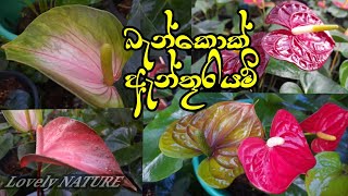 බැන්කොක් ඇන්තූරියම් වර්ග | Bangkok Anthurium  | Lovely NATURE