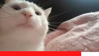 Cat Vibing Original Video