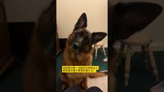 退役警汪第一次面对它的新主人 谁知道它脑子里想的是什么？警犬 萌宠 德牧 狗狗 抖音萌宠