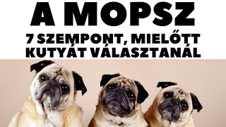 Mielőtt kutyát vennél - A MOPSZ - 7 fontos szempont!  DogCast TV