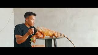 tips memberi makan iguana kesayangan 🤭