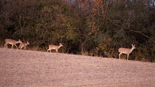 Whitetail Deer at sunset - Wisconsin