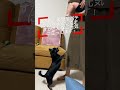 【赤ちゃんシリーズ】⑤犬の母性本能 shorts 癒し ペット