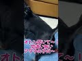 【赤ちゃんシリーズ】⑤犬の母性本能 shorts 癒し ペット