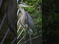 dance of the grey heron 2