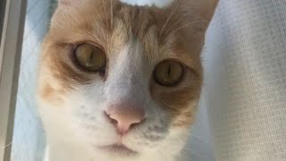 【理想郷】朝起きたら猫に踏まれていた【激カワ】