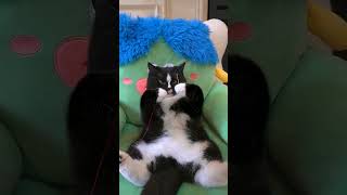 10 Hilarious Cat Fails You Have to See #shots