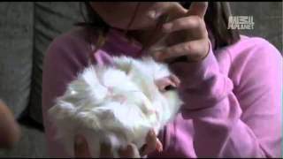 Pets 101- Guinea Pigs