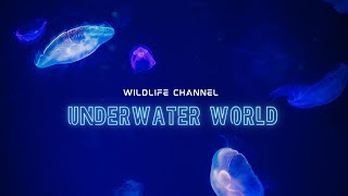 Amazing Underwater  world| Scuba diving| underwater with fish |wildlife