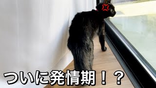 生後６ヶ月になり発情期が訪れた子猫の豹変ぶりに驚きを隠せません。