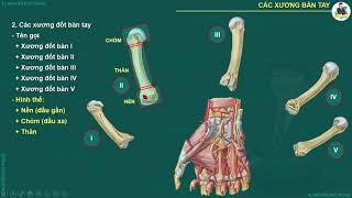 CHI TRÊN: XƯƠNG CỦA BÀN TAY (PPT)