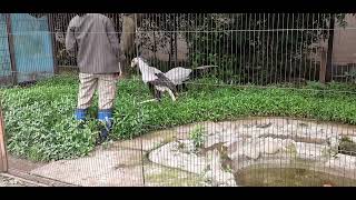 2022/06/16 上野動物園のヘビクイワシ