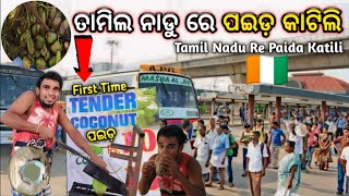 ତାମିଲ ନାଡୁ ରେ ପଇଡ଼ କାଟିଲି 🙏|| Tamil Nadu Re Paida Katili || @Akashmagicandvlog