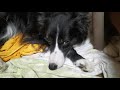 ボーダーコリーの可愛い寝顔に癒される動画 【犬】