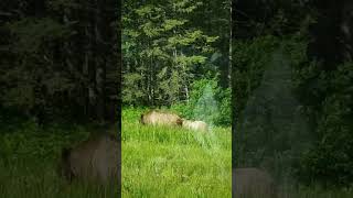 bear in kananaskis