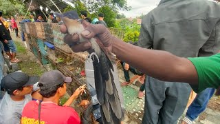 BURUNG INI SUSAH DI TEMUKAN SUARA CILILIN,PELATUK BAWANG LEWAT HARGA CUMAN 120.RIBU