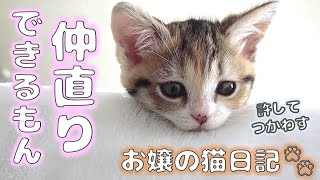 仲直りできる子猫【お嬢の猫日記 / OJO- CAT DAILY】