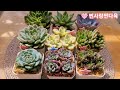 2023.08.30 2천원의 행복다육이 분갈이 해요🌸💕happy succulents that cost 2 000 won