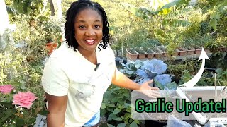 Was the Garlic Successful? Mid-month Garden Update! Garlic and More!