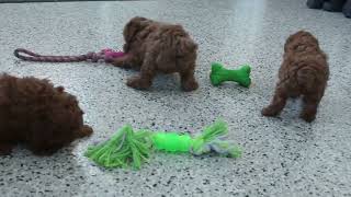 Toy Poodle Puppies For Sale