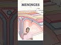 Meninges of brain #science #braindisease #food #humanbrain #cookies #braincells #keto #brainaneurysm