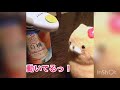 ふくにゃん初めての自動缶切り機