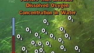 Water Temperature And Dissolved Oxygen