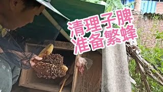 蜂群的日常管理：想办法保持强群蜜蜂的群势，准备割秋蜜