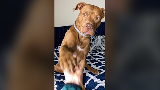 Cute Dog Doesn't Like the Middle Finger - Funny Dog Videos 🐾