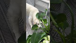 Funny Dog Hides From Rain