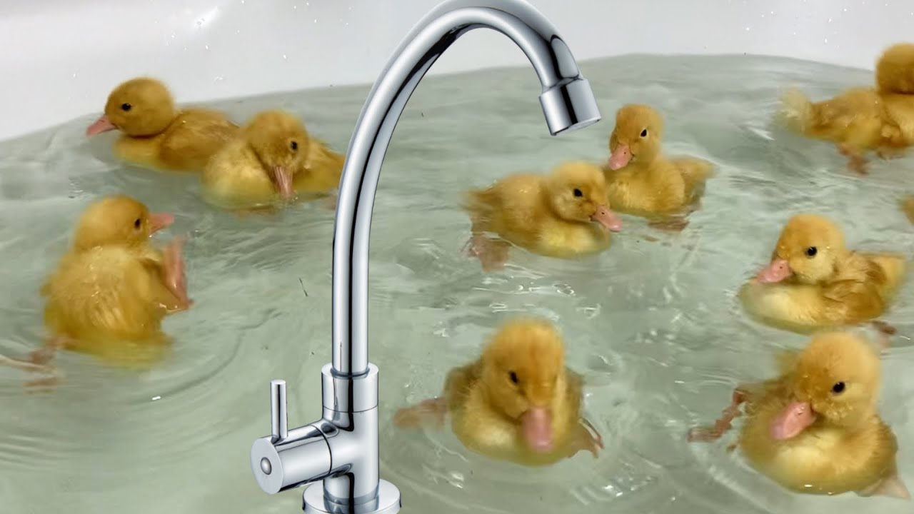 First Bath For Funny Ducklings Youtube